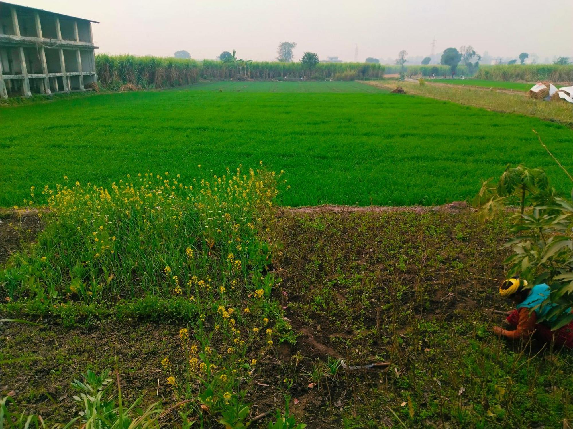 Airport Luxury Nature Homestay- Near Jolly Grant Airport Dehradun Doiwāla المظهر الخارجي الصورة